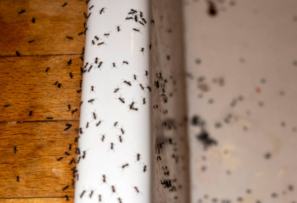 Best Pest Prevention Services  in Crooks, SD