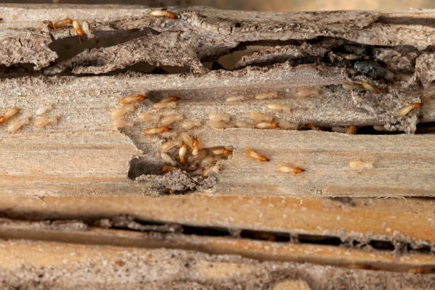 Best Local Pest Control Services  in Crooks, SD